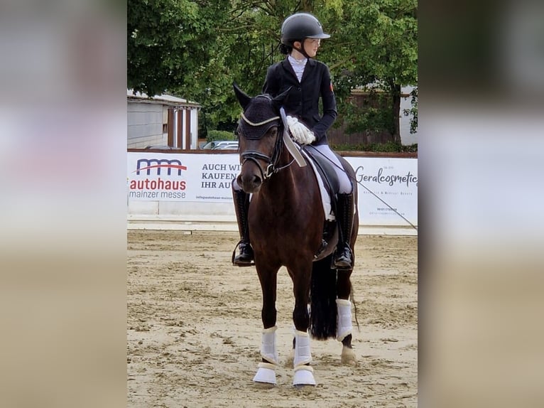 New Forest Pony Gelding 6 years 14,1 hh Bay-Dark in Neuwied