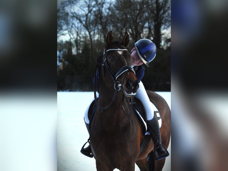 New Forest Pony Gelding 6 years 14.1 hh Brown in Bruchterveld