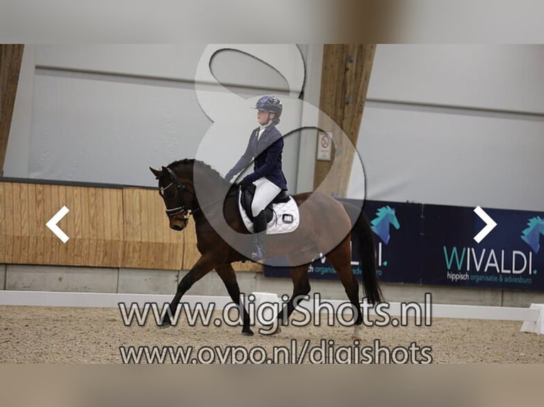 New Forest Pony Gelding 6 years 14.1 hh Brown in Bruchterveld