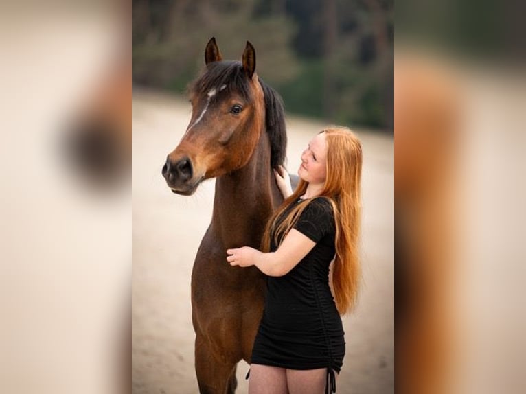 New Forest Pony Gelding 6 years 14.1 hh Brown in Bruchterveld