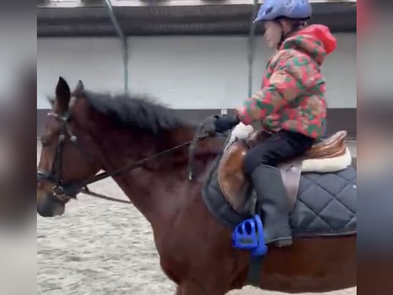 New Forest Pony Gelding 6 years 14,1 hh Brown in Harkema