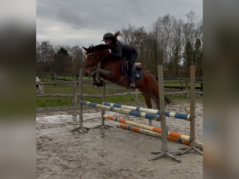 New Forest Pony Gelding 6 years 14,1 hh Brown in Harkema