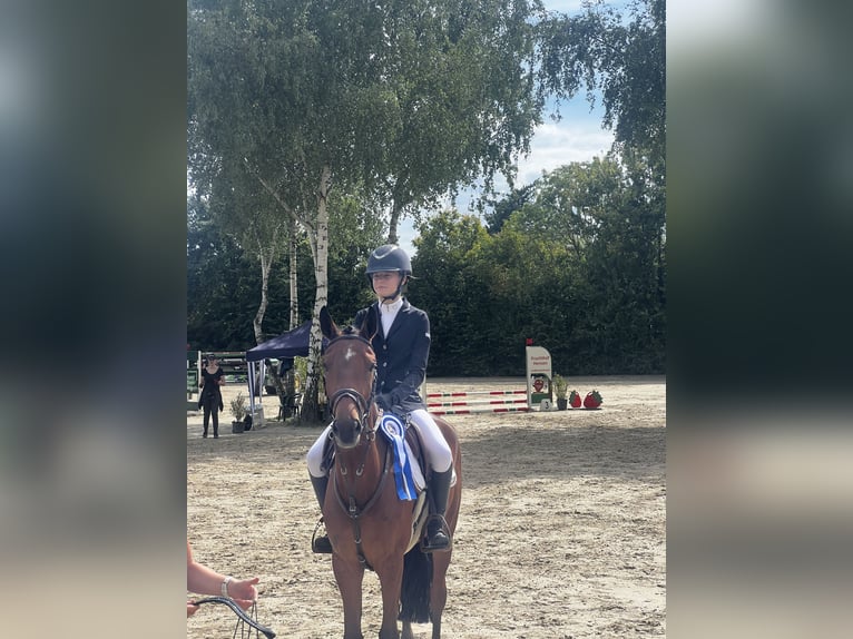 New Forest Pony Gelding 6 years 14.2 hh Brown in Hennef