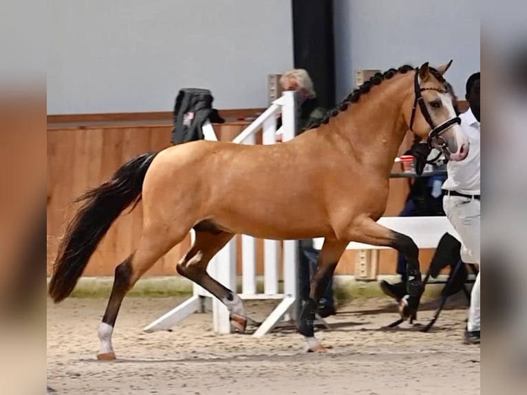New Forest Pony Gelding 6 years 14,1 hh Buckskin in Rodewald