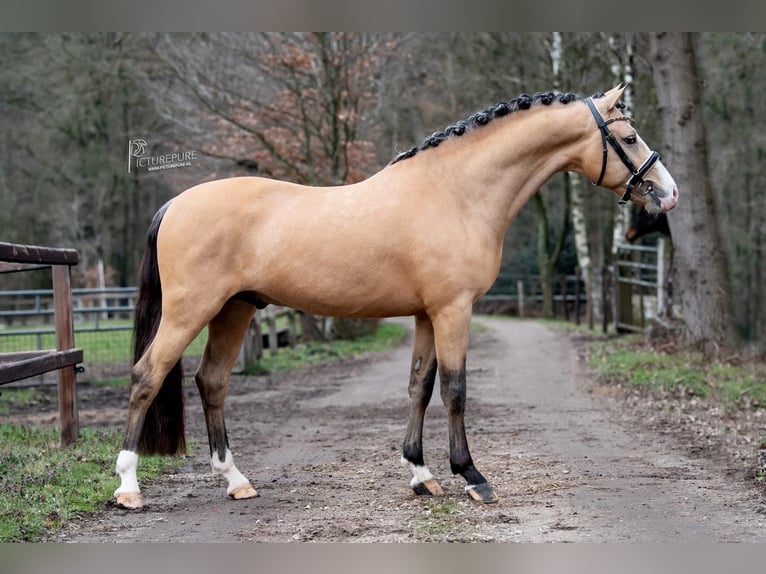 New Forest Pony Gelding 6 years 14,1 hh Buckskin in Rodewald