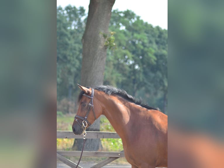 New Forest Pony Gelding 6 years 14,2 hh Brown in Wouwse Plantage