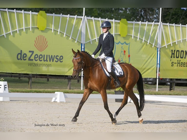 New Forest Pony Gelding 6 years 14,2 hh Brown in Wouwse Plantage