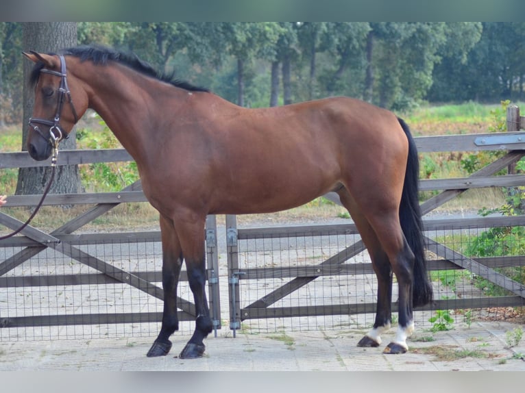New Forest Pony Gelding 6 years 14,2 hh Brown in Wouwse Plantage