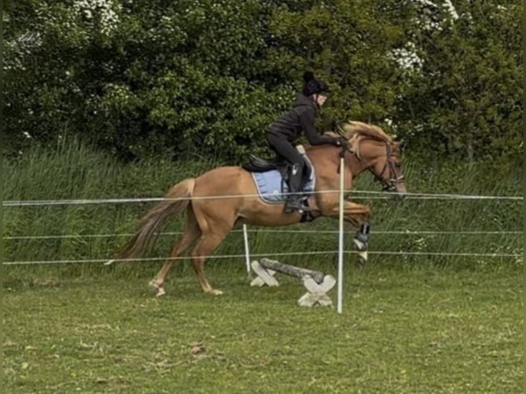 New Forest Pony Gelding 7 years 13,2 hh Chestnut-Red in Norderw&#xF6;hrden
