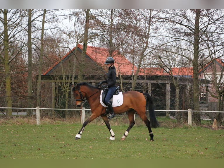 New Forest Pony Gelding 7 years 14.1 hh Brown in Weert