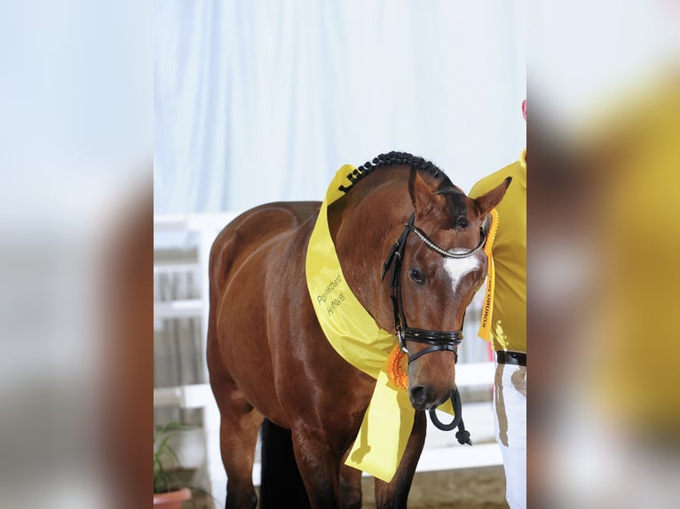 New Forest Pony Gelding 7 years 14,2 hh Brown in Pronstorf