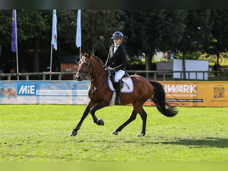 New Forest Pony Gelding 7 years 14,2 hh Brown in Pronstorf