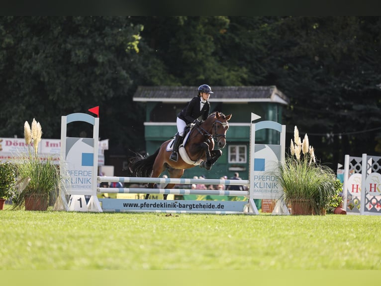 New Forest Pony Gelding 7 years 14,2 hh Brown in Pronstorf