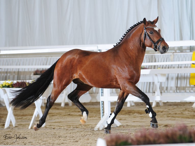 New Forest Pony Gelding 7 years 14,2 hh Brown in Pronstorf