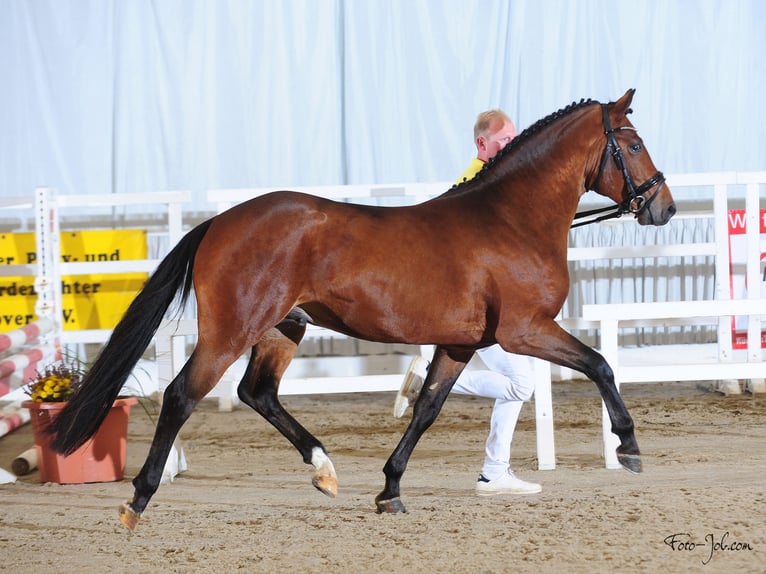 New Forest Pony Gelding 7 years 14,2 hh Brown in Pronstorf