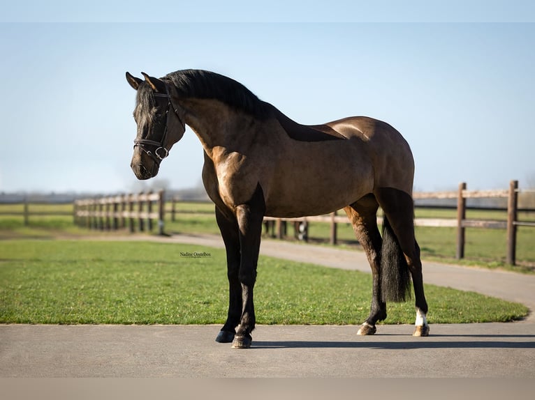 New Forest Pony Gelding 7 years 15.1 hh Black in Oost West en Middelbeers