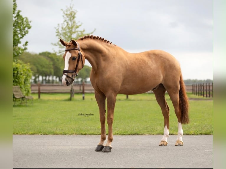 New Forest Pony Gelding 7 years  in Jihlava