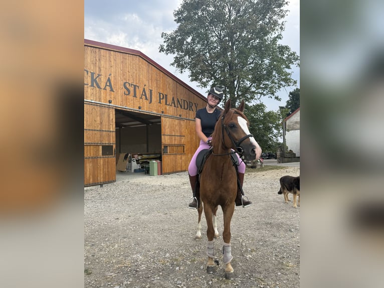New Forest Pony Gelding 7 years  in Jihlava