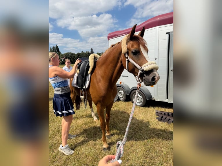 New Forest Pony Gelding 7 years  in Jihlava