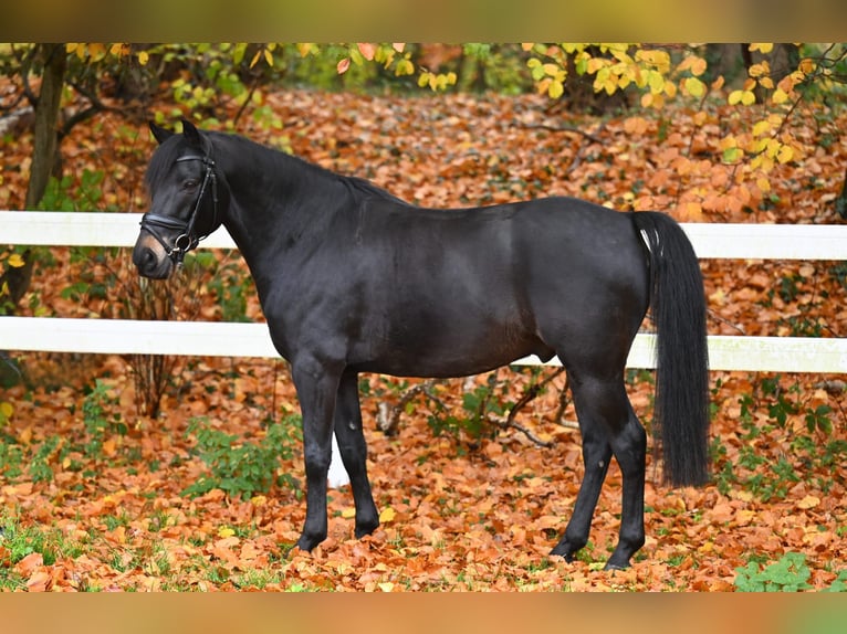 New Forest Pony Gelding 8 years 13,3 hh Smoky-Black in Essen (Oldenburg)