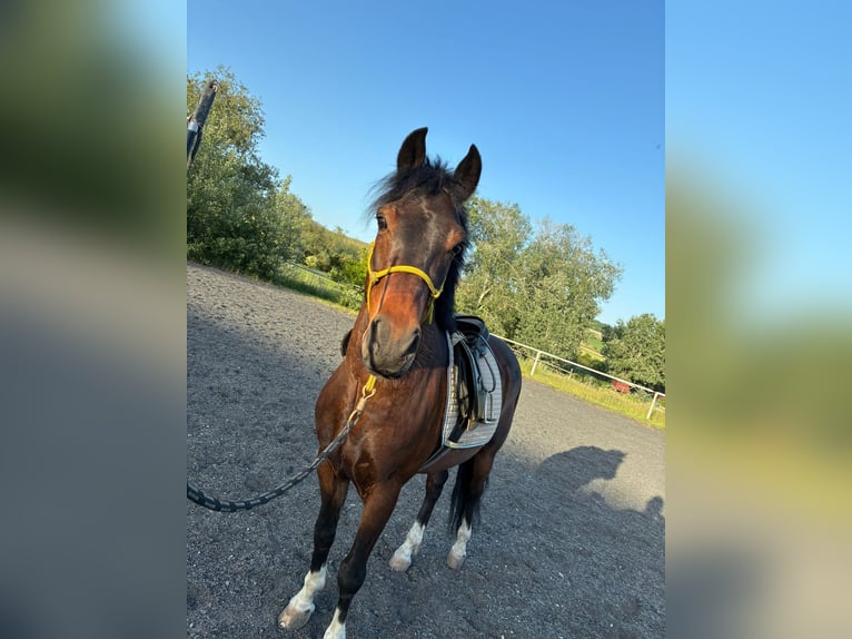 New Forest Pony Gelding 8 years 14.1 hh Smoky-Black in zistersdorf