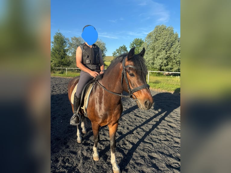 New Forest Pony Gelding 8 years 14.1 hh Smoky-Black in zistersdorf