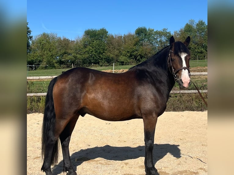 New Forest Pony Gelding 8 years 14 hh Brown in Leyrat