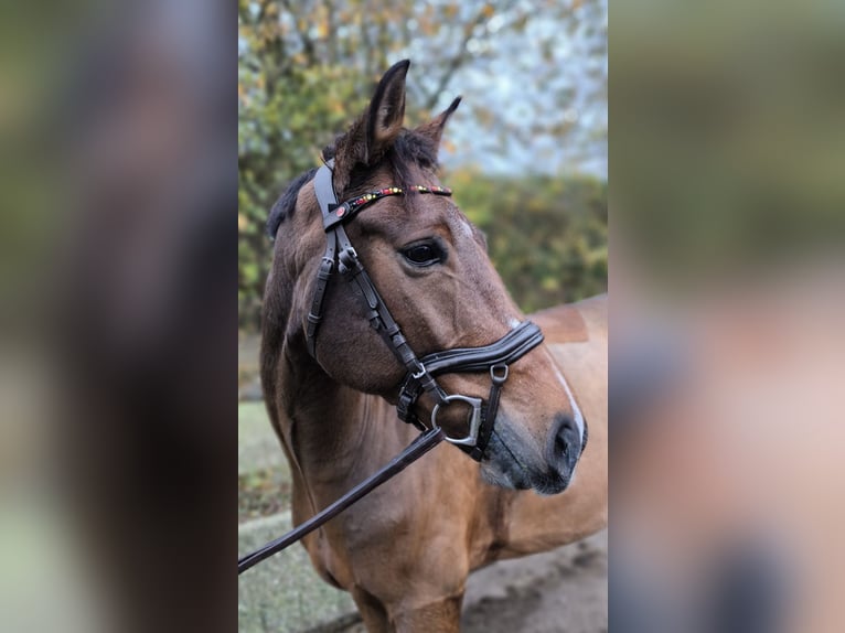 New Forest Pony Gelding 8 years 14,1 hh Brown in Erfurt