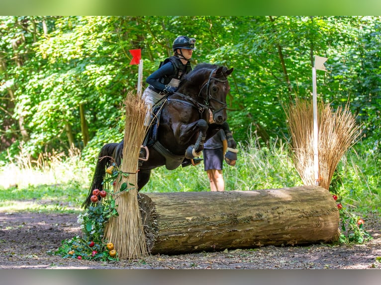 New Forest Pony Gelding 9 years 14,1 hh Bay-Dark in Slootdorp