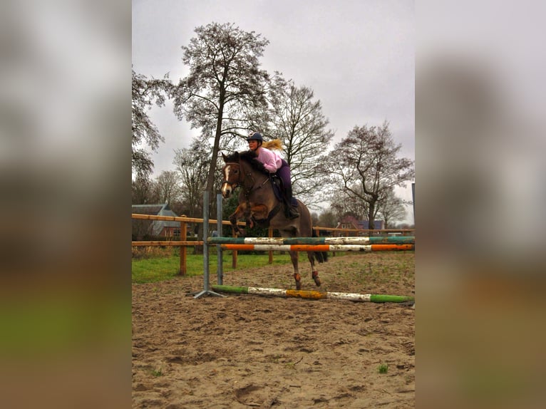 New Forest Pony Gelding 9 years 14,1 hh Brown in Scharmer