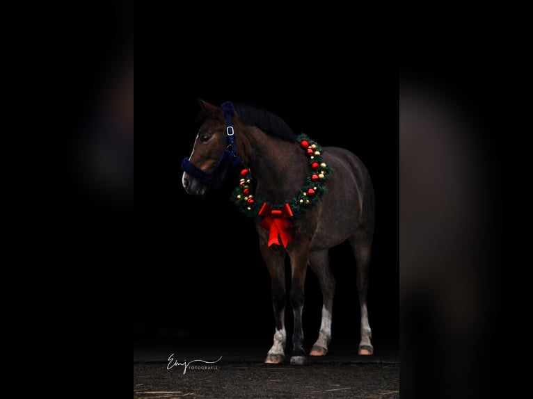 New Forest Pony Gelding 9 years 14,1 hh Brown in Scharmer
