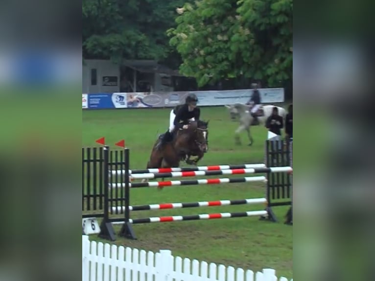 New Forest Pony Gelding 9 years 14,1 hh Brown in Dannau