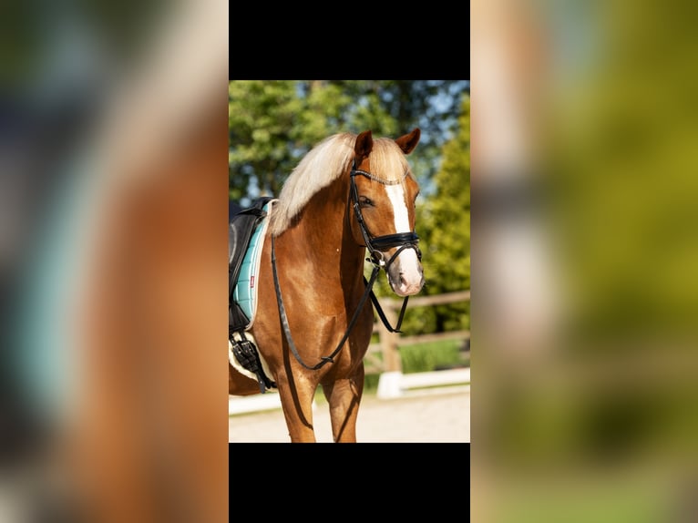 New Forest Pony Gelding 9 years 14,2 hh Chestnut-Red in Noordeloos