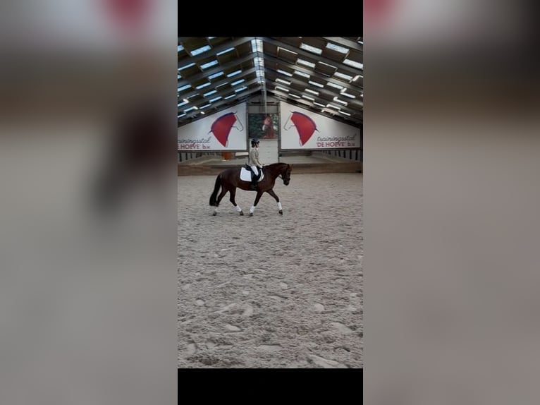 New Forest Pony Hengst 10 Jaar 149 cm Donkere-vos in Maasland