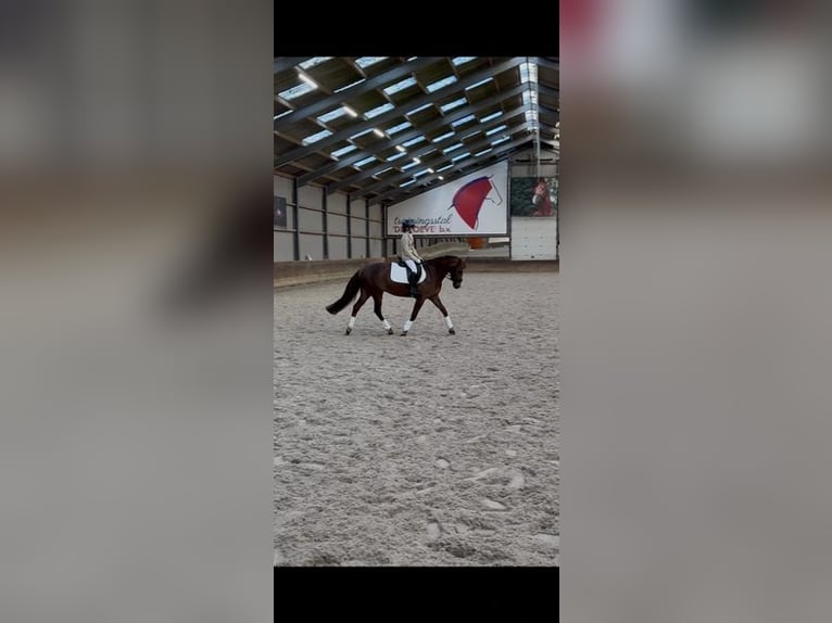New Forest Pony Hengst 10 Jahre 149 cm Dunkelfuchs in Maasland