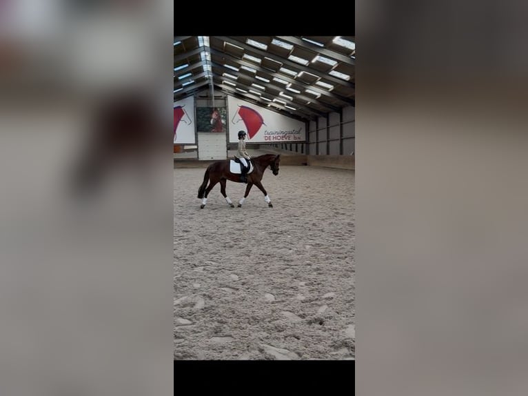 New Forest Pony Hengst 10 Jahre 149 cm Dunkelfuchs in Maasland