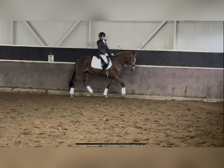 New Forest Pony Hengst 10 Jahre 149 cm Dunkelfuchs in Maasland