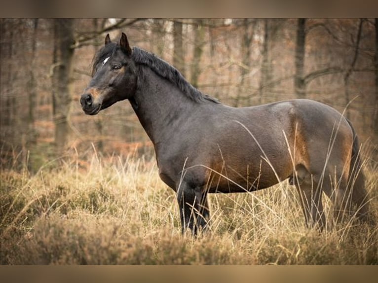 New Forest Pony Hengst 11 Jaar 148 cm Donkerbruin in Heino