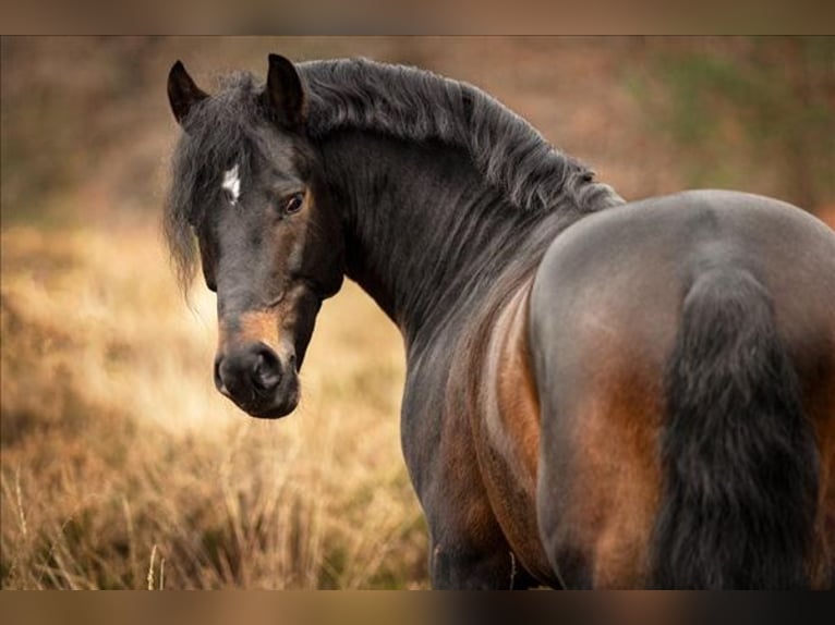 New Forest Pony Hengst 11 Jahre 148 cm Dunkelbrauner in Heino