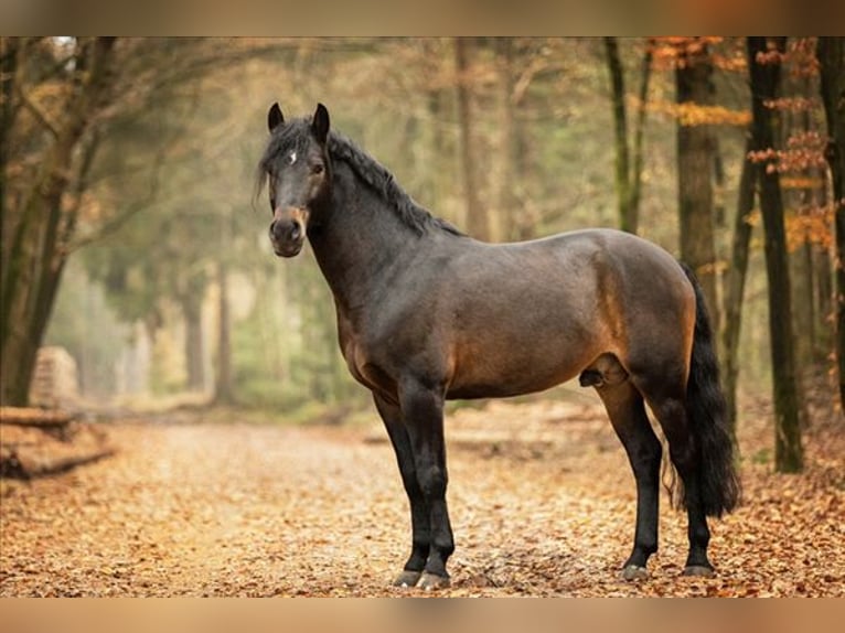 New Forest Pony Hengst 11 Jahre 148 cm Dunkelbrauner in Heino