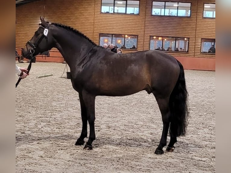 New Forest Pony Hengst 11 Jahre 148 cm Dunkelbrauner in Heino