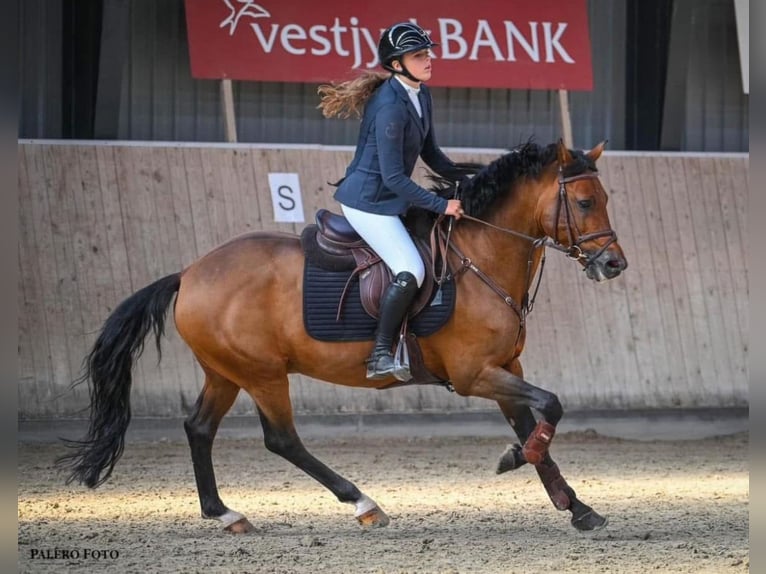 New Forest Pony Hengst 13 Jaar 148 cm Roodbruin in Gråsten