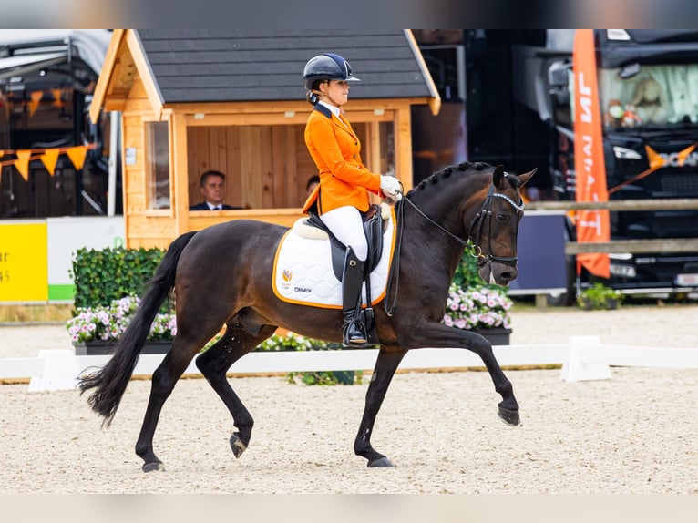 New Forest Pony Hengst 14 Jaar 144 cm Donkerbruin in Harmelen