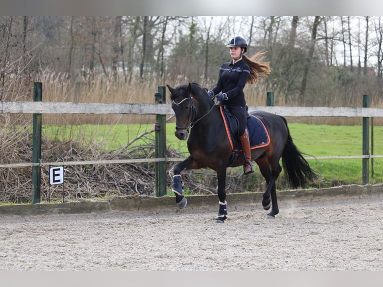 New Forest Pony Hengst 14 Jaar 144 cm Donkerbruin in Harmelen