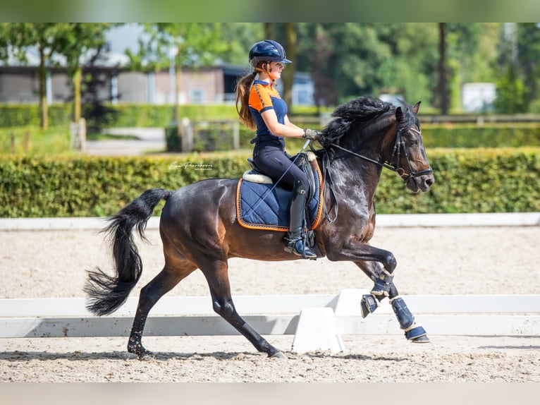 New Forest Pony Hengst 14 Jaar 144 cm Donkerbruin in Harmelen