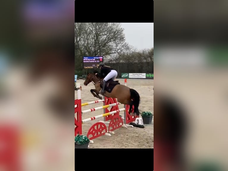 New Forest Pony Hengst 14 Jaar 148 cm Roodbruin in Gråsten