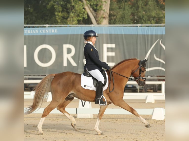 New Forest Pony Hengst 15 Jaar 134 cm in Usmate Velate