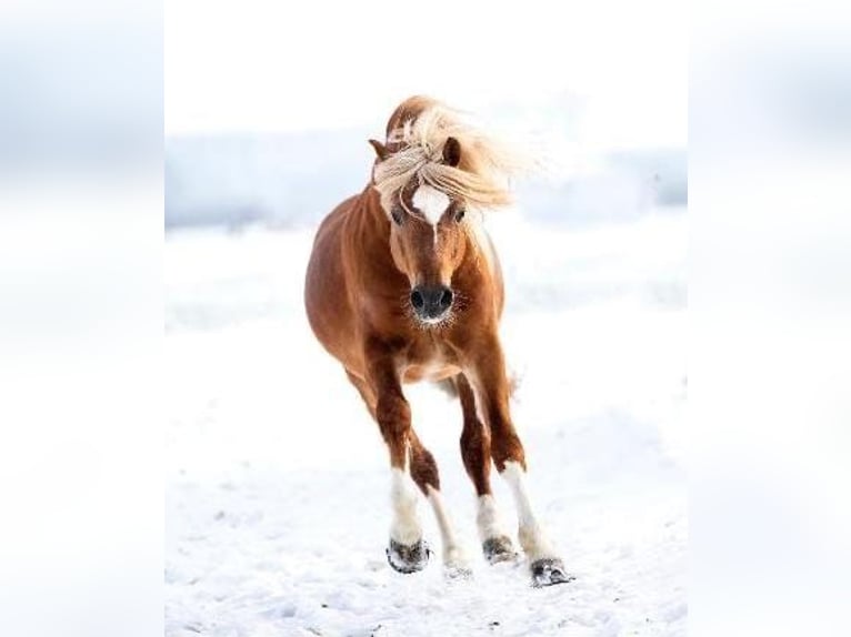 New Forest Pony Hengst 15 Jaar 134 cm in Usmate Velate