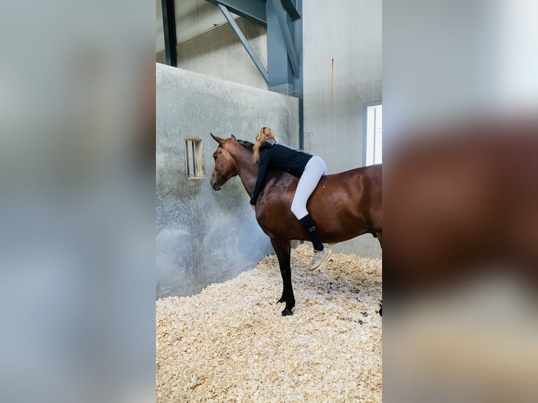 New Forest Pony Hengst 16 Jaar 148 cm Bruin in Bergeijk