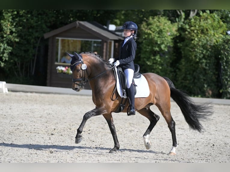 New Forest Pony Hengst 16 Jaar 148 cm Bruin in Bergeijk